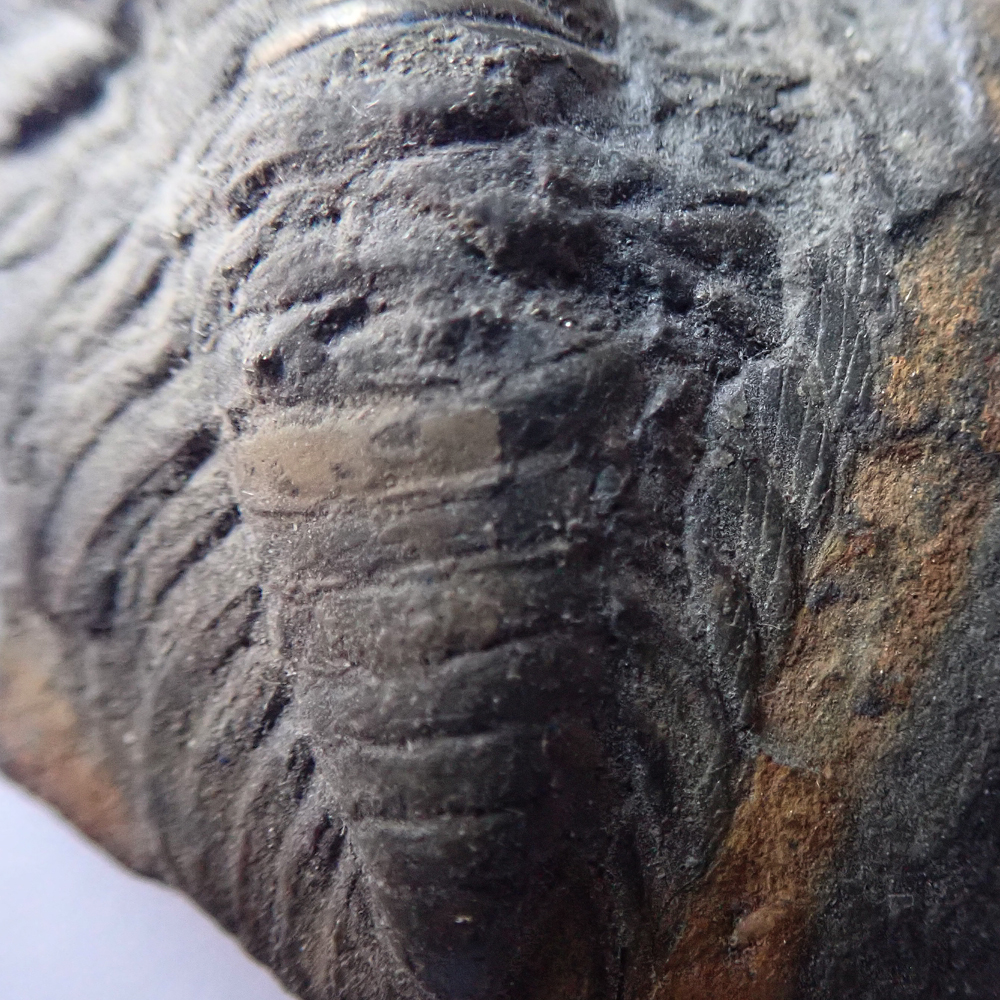 45 mm (sag) - výrazné terrace lines na pleurách