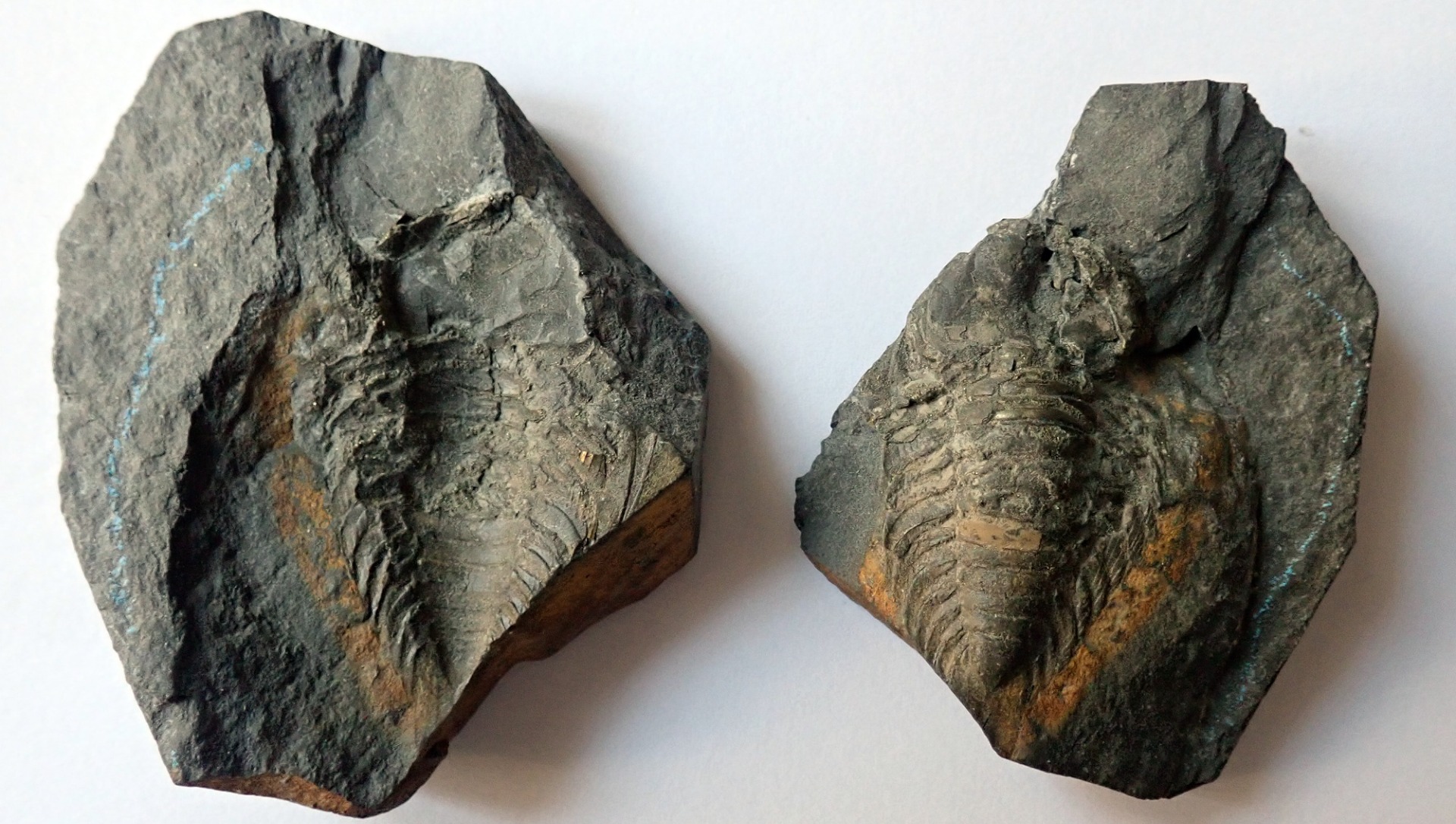 45 mm (sag) - vlevo negativ, vpravo pozitiv, Levín