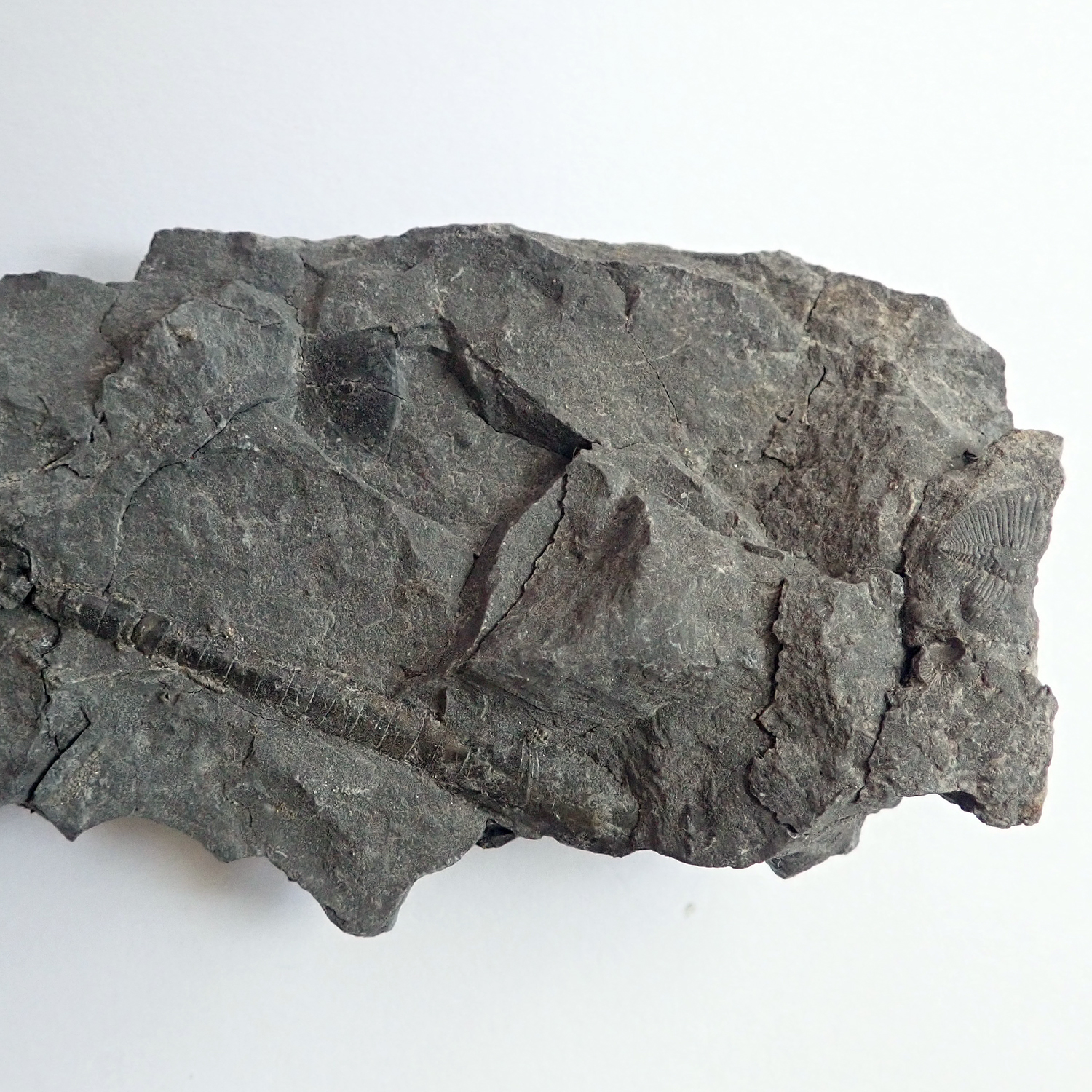 Pygidium je v pravé části fotografie. Kámen obsahuje také poměrně dobře zachovalého ordovického hlavonožce.