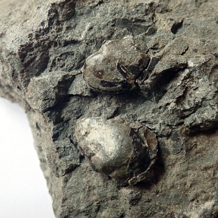 pygidium nahoře 7 mm (sag), Levín