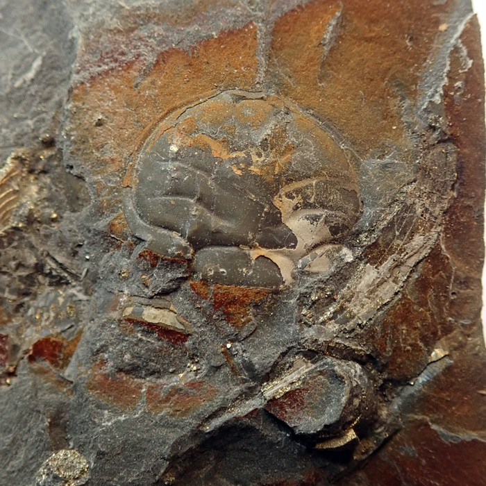 12 mm (sag), Levín, 2023