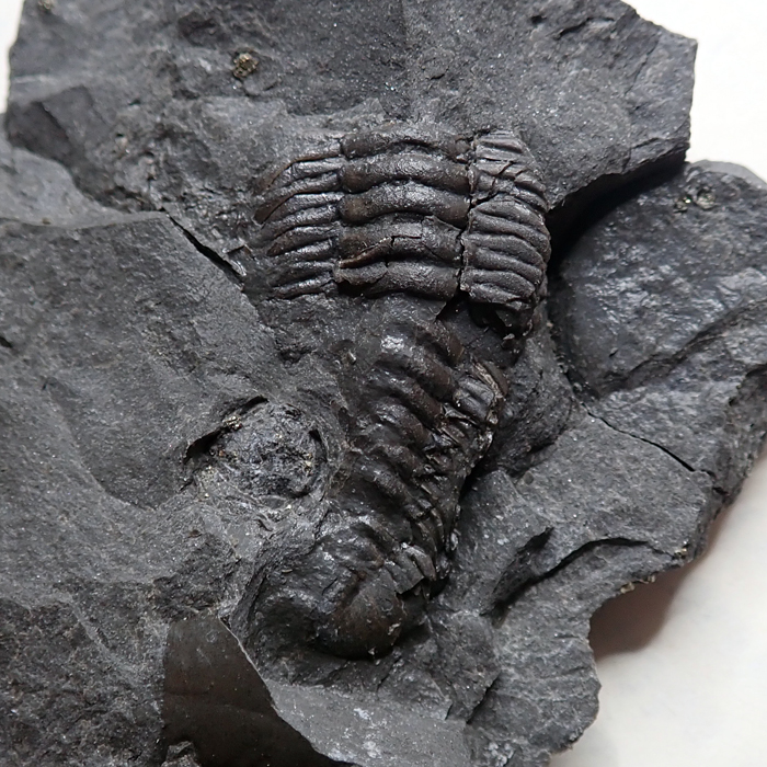 25 mm (sag), Levín, 2023