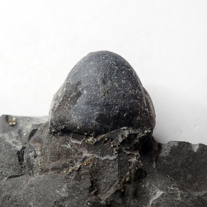 13 mm (sag), Levín, 2023