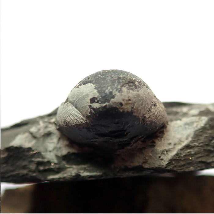 13 mm (sag), Levín, 2023