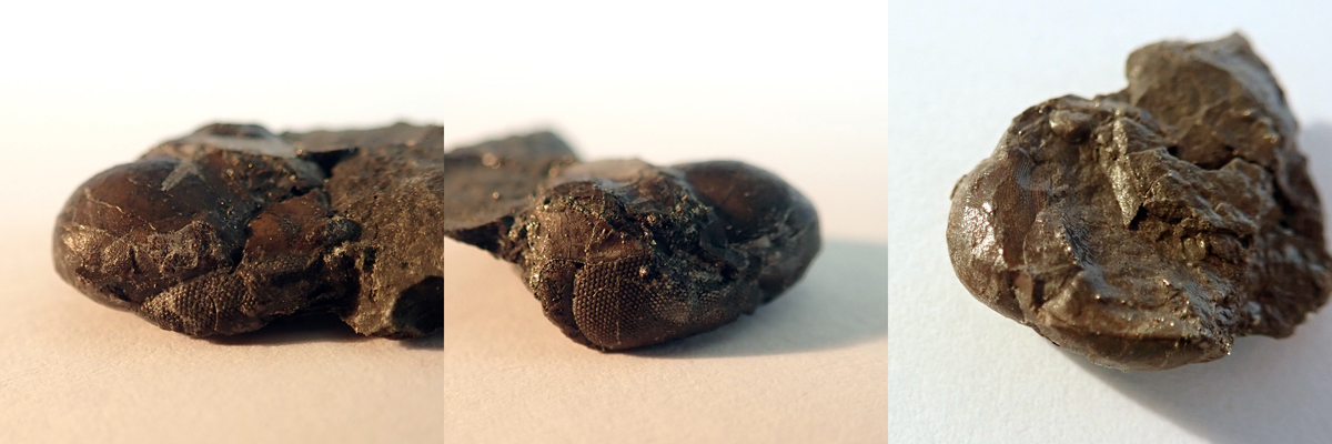 Cyclopyge marginata, Levín, 2023