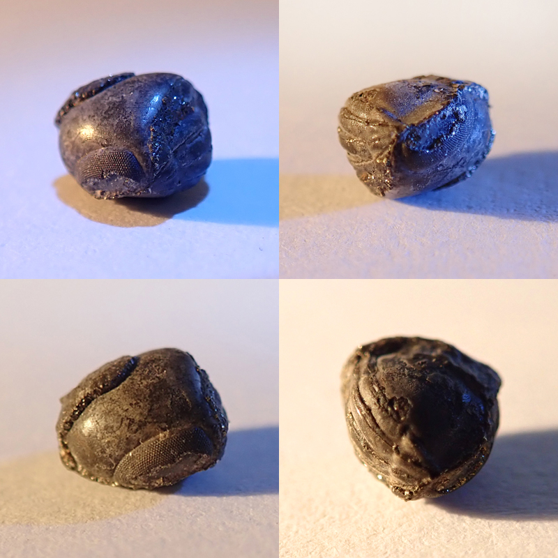 Kompletní stočený jedinec - průměr 7 mm, Levín, 2023