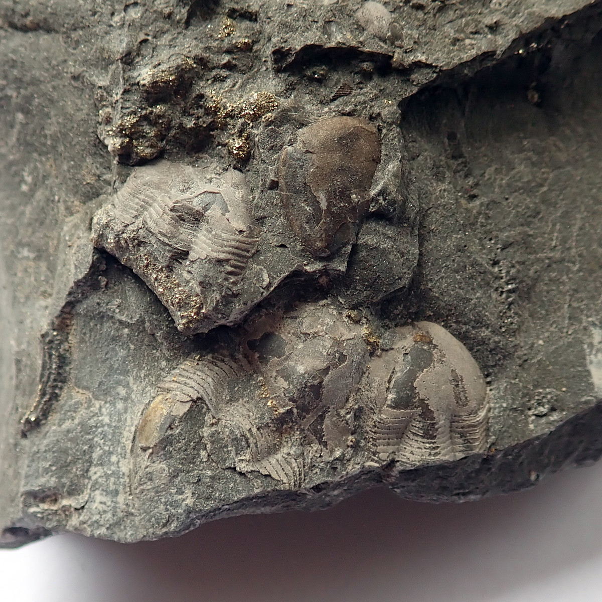 kompletnější jedinec uprostřed 17 mm (sag), Levín, 2023