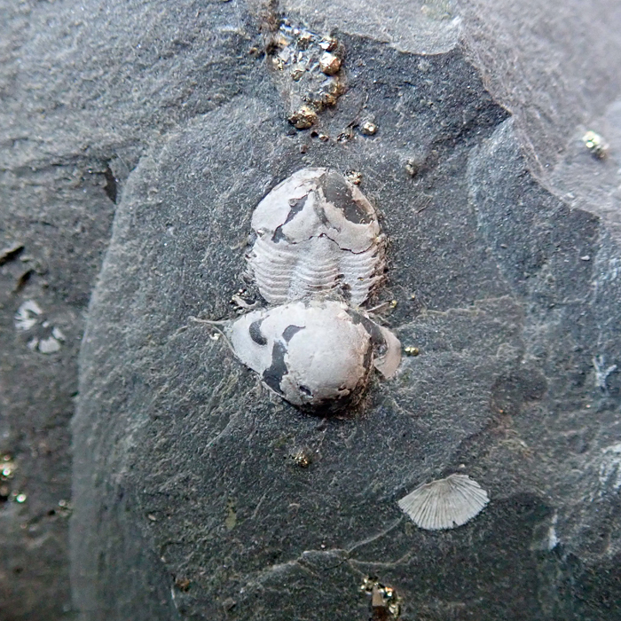 10 mm (sag), Levín, 2023