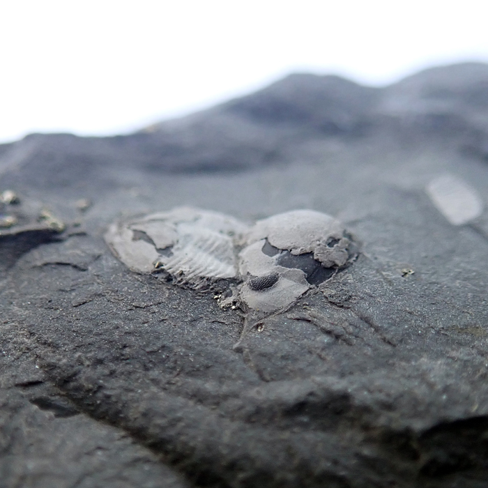 10 mm (sag), Levín, 2023