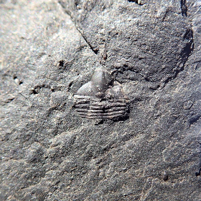 5 mm (sag), Levín, 2024