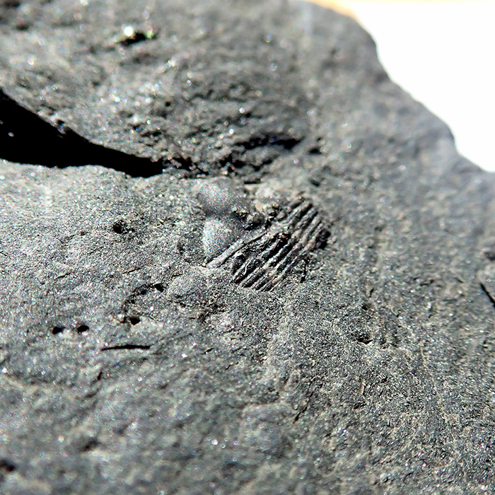 5 mm (sag), Levín, 2024