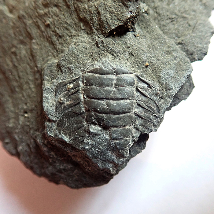 14 mm (sag), Levín, 2024